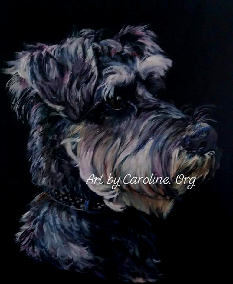 schnauzer